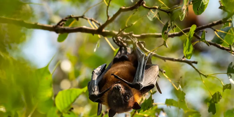 Bat Exclusion Service