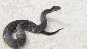 Memphis tn snake removal