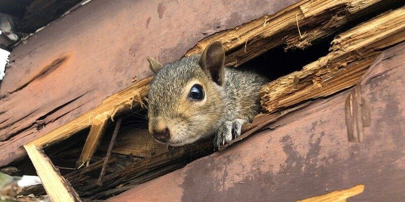 Squirrel Removal Service