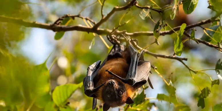 Bat exclusion Tennessee