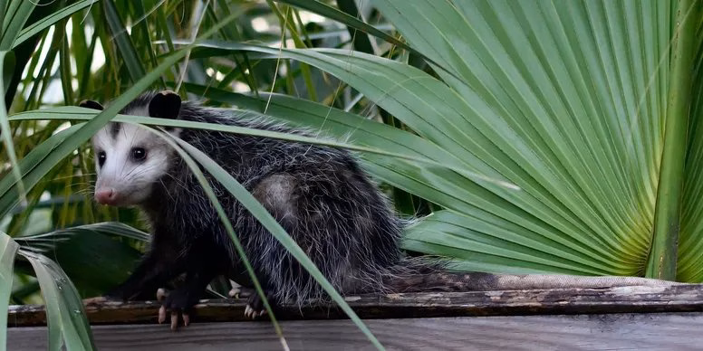 Opossum removal Memphis TN