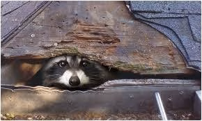 Raccoon removal Memphis TN