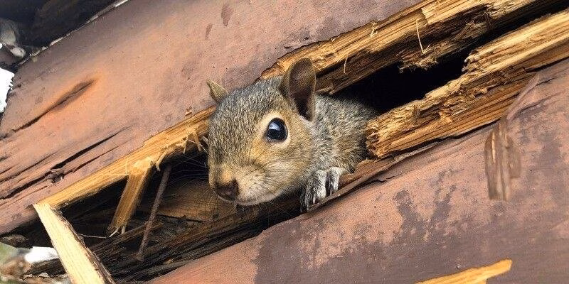 Squirrel removal attic damage Memphis